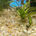 Substrato Natural Cascalho Rio Nº 01 3 À 5mm - 1 Kg