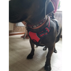 Peitoral Coleira Super Reforçada Refletiva C/ Regulagem Cachorro Grande e Médio Porte Passeio Pet LR-0189