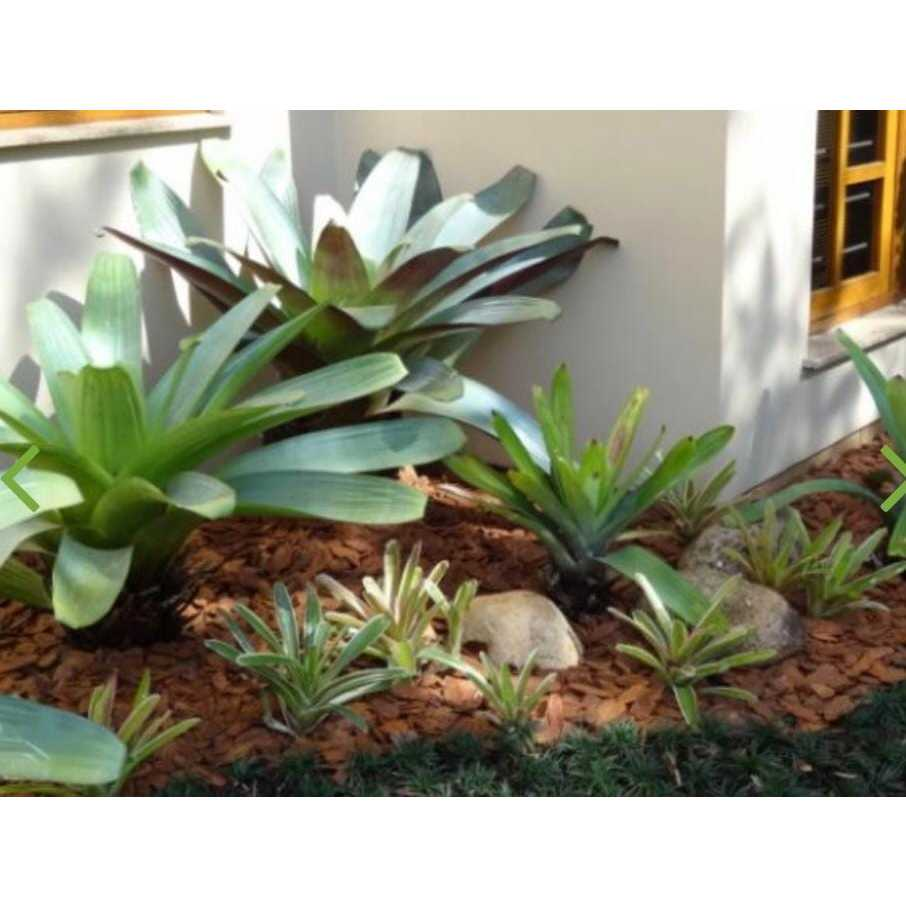 Casca de Pinus Natural P ou M Decoração Jardinagem Semi Polida 3L ate 40Litros Gold Plant