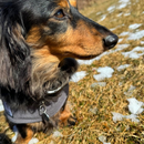Coleira Colar Adestramento Cães Cachorro Recarregável com controle impermeável Cão grandeCão pequeno