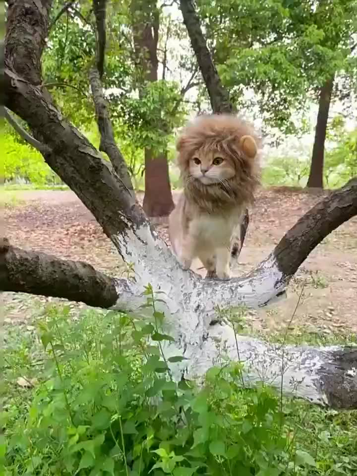 Peruca De Leão / Funny Chapéus para Pet de estimação / Vestir Roupas Fofas / Acessórios De Festa